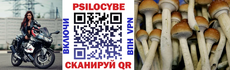Псилоцибиновые грибы Cubensis  OMG tor  Приморск  купить наркоту 